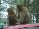 The monkeys liked climbing on the cars!