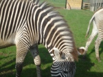 The zebras we saw